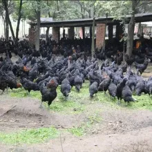 Жасыл нүкті, әңгі, үскі, кішкі, бес қара кішкі,