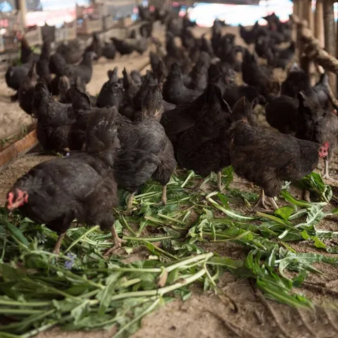 Green-shell egg Luhua chicken chicks, Luhua chicken, Wuhei chicken