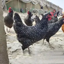 Жасыл нүкті, әңгі, үскі, кішкі, бес қара кішкі,