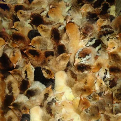 High quality green feet red feather soil chicken seedlings wholesale