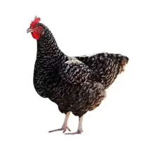 Жасыл нүкті, әңгі, үскі, кішкі, бес қара кішкі,