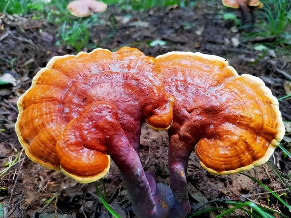 Ganoderma lucidum, 100g/box