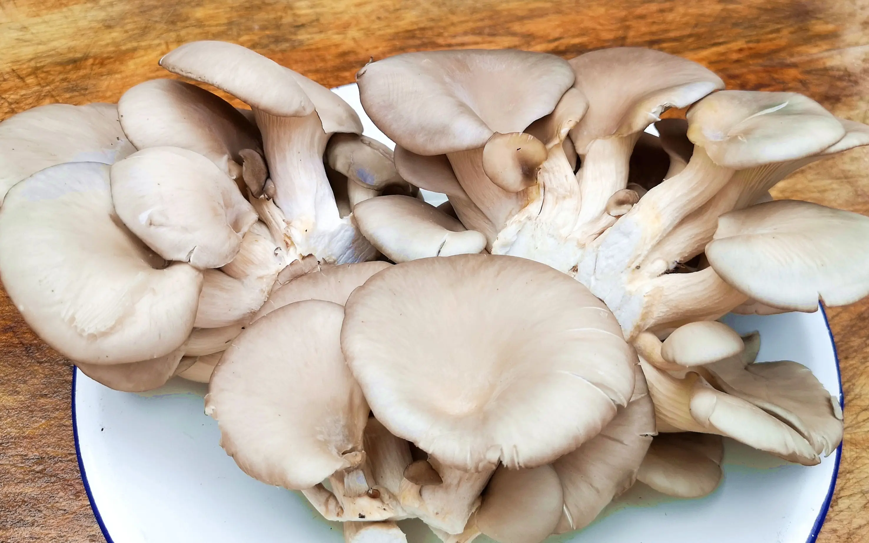 Oyster mushroom