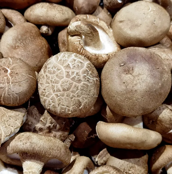Shiitake mushrooms