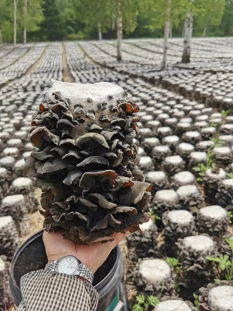 Wood Ear 5