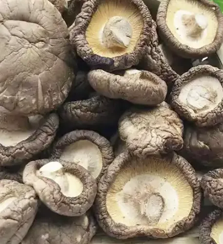 Smooth mushroom