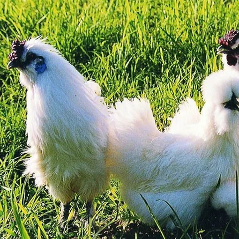 Grassland Running Chicken, One Black-bone Chicken per Pack (Comes with 88g of Chinese Dates and Wolfberries as a Gift)