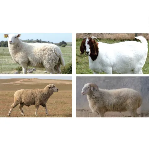 Lamb Concentrate Supplementary Feed