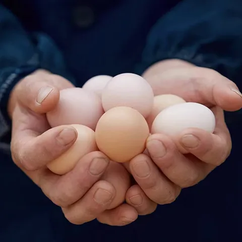 Farm-Fresh Eggs | 20 Farm-Fresh Free-Range Eggs | Natural and Healthy