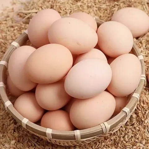 Farm-Fresh Eggs | 40 Farm-Fresh Free-Range Eggs | Natural and Healthy