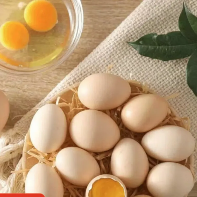 Free-Running Fresh Eggs 