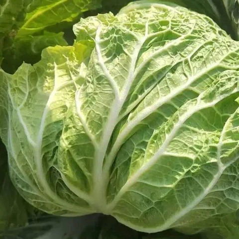 Tall Stem Chinese Cabbage