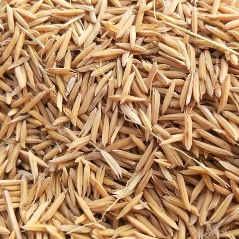 Northeast China Rice