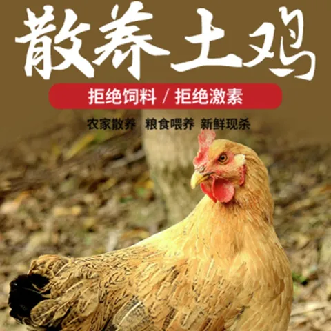 Free-Range Organic Hen from Mountain Farms