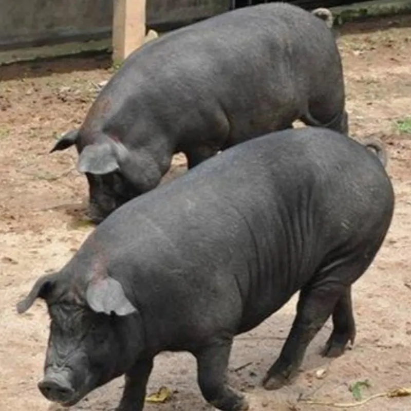 Live Pigs for Sale | Healthy Breeding Stock & Feeder Pigs