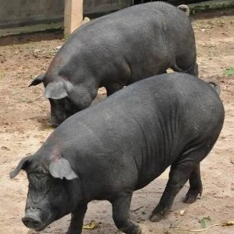 Live Pigs for Sale | Healthy Breeding Stock & Feeder Pigs