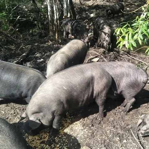 Organic Live Pigs for Small Farms | Pasture-Raised Pork Producers