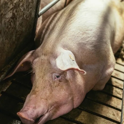 Farm-Raised Live Pigs | Disease-Free & Ethically Raised | Shipping Available