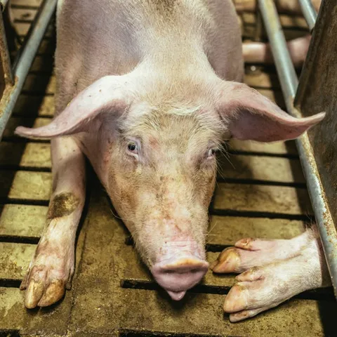Buy Quality Live Pigs | Weaners, Growers & Breeding Sows Available