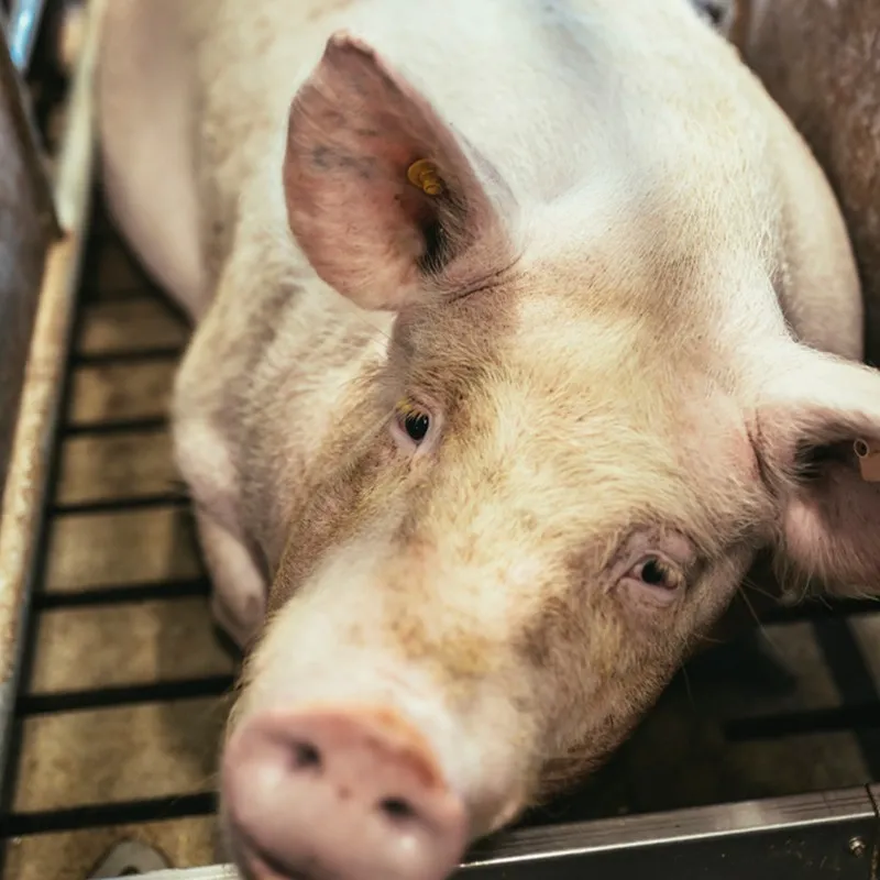 Commercial Live Pigs | Breeding Stock for Sustainable Pig Farming Operations