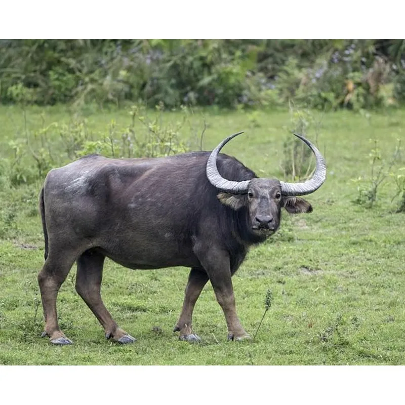 Buffalo