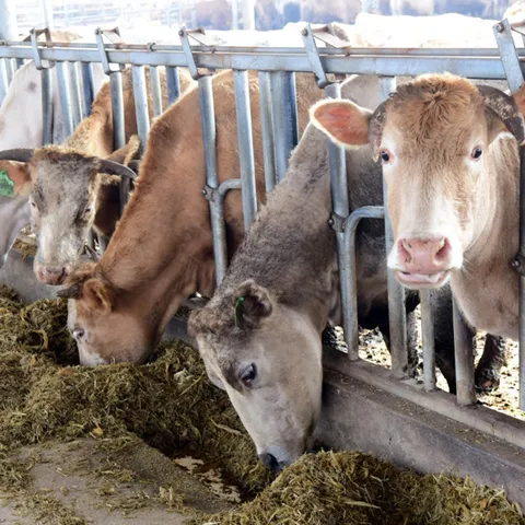 cow