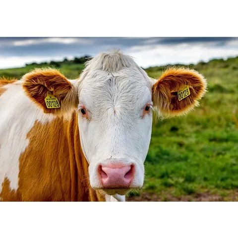 Simmental cow