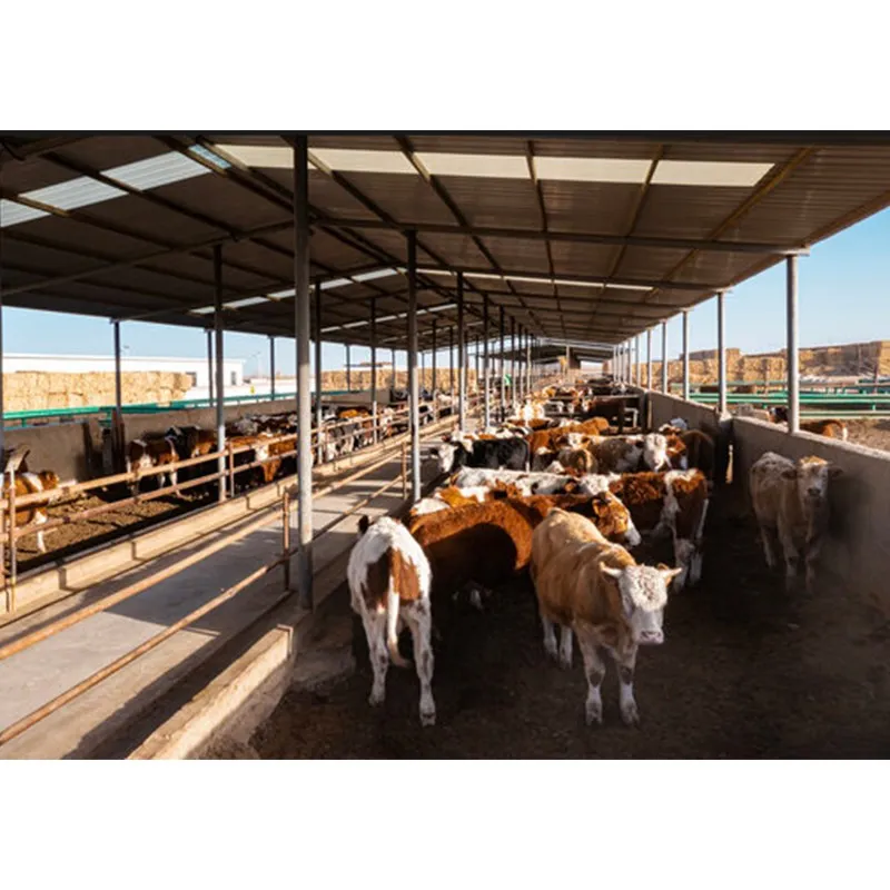 yellow cattle