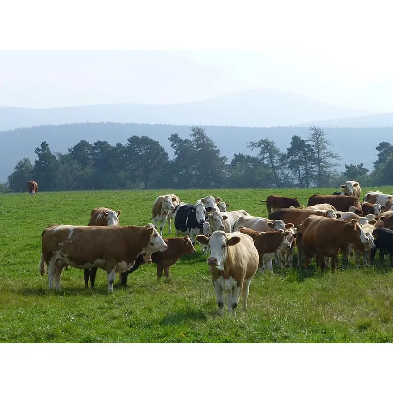 Simmental bull