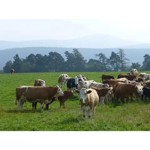 Simmental bull