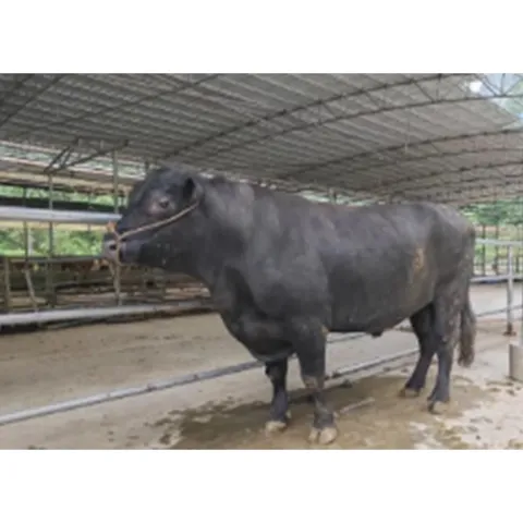 Angus cow