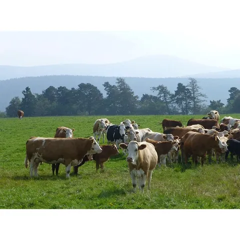 Simmental bull