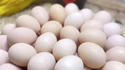 Жайба: Тый бағасы жоқ! Бұны теңдетті!