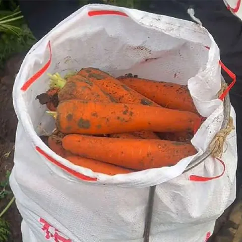 Морковь с землёй